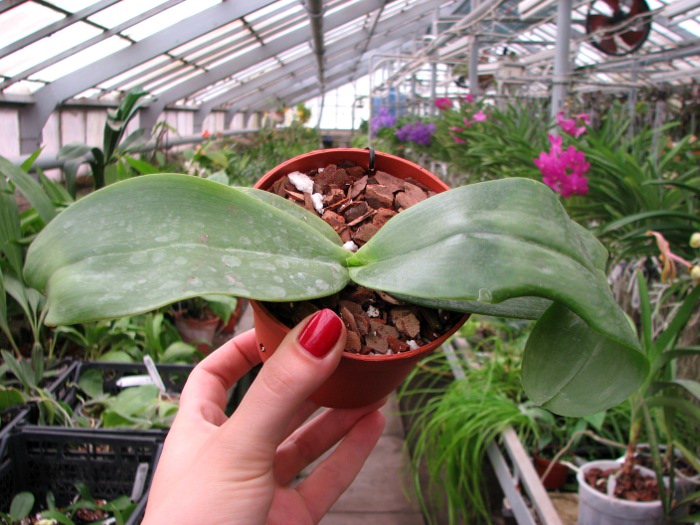 Phalaenopsis Mok Choi Yew (gigantea x violacea).JPG