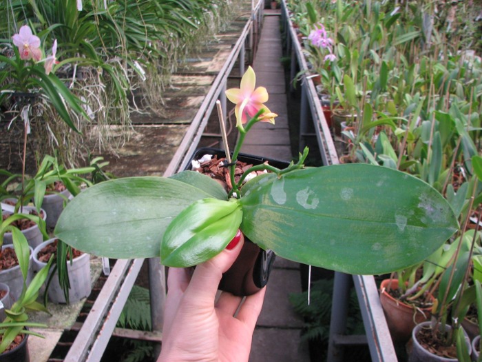 Phalaenopsis Jennifer Palermo (C1 type) x Phalaenopsis LD's Bear Queen.JPG