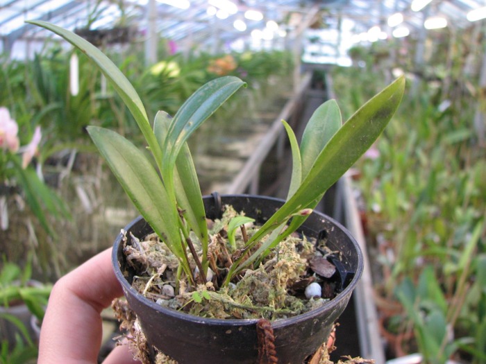 Pleurothallis arcuata.JPG
