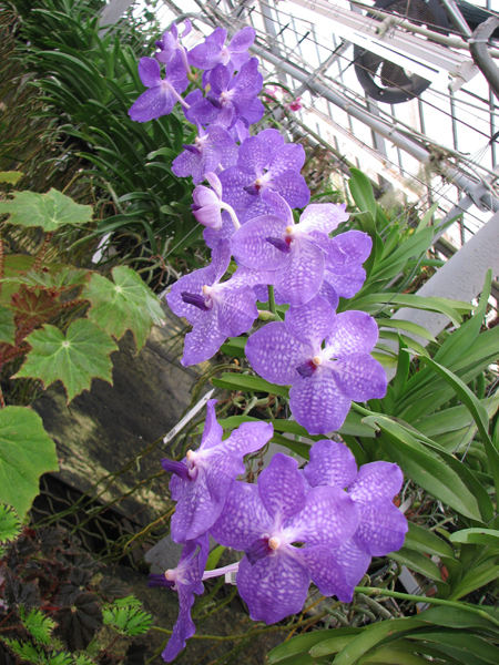 Vanda Sansai Blue.jpg
