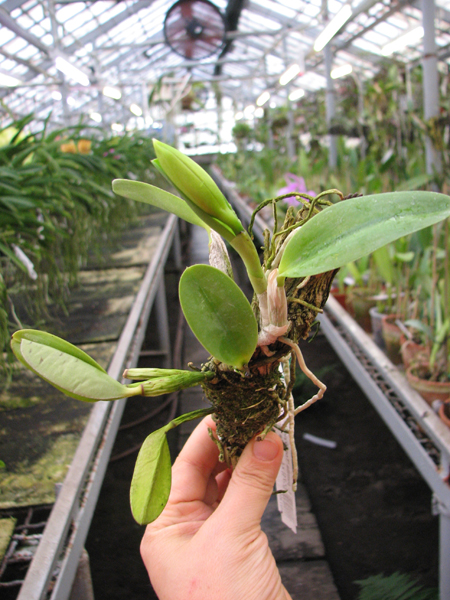 Laelia pumila 'Topazio Vermelho' (Z-71) x Laelia pumila 'Granada'.jpg