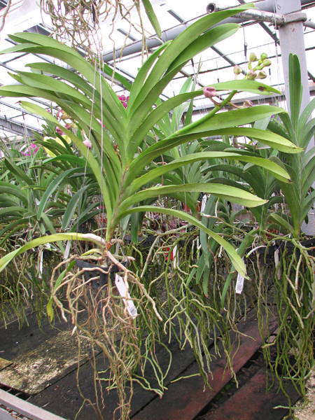 Vanda Apec Blue.jpg