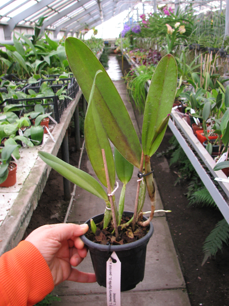 Laelia Newberry Sprite (Laelia perrinii x Laelia pumila).jpg