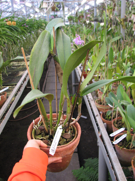 Brassolaeliocattleya Taiwan Queen 'Golden Monkey'.jpg
