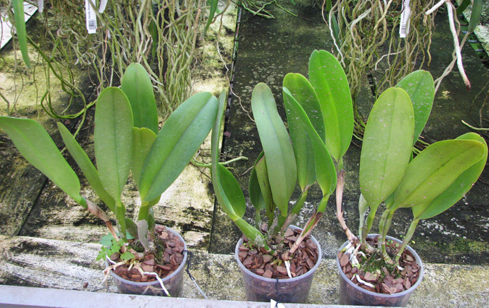 Brassolaeliocattleya Toshie Aoki 'Pizazz Subv OC'.jpg