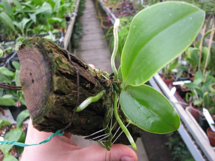 Phalaenopsis lueddemanniana var. deltonii1.JPG