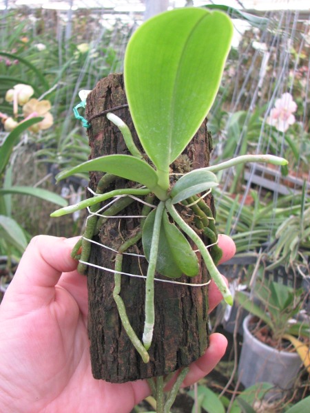 Phalaenopsis lueddemanniana var. deltonii.JPG