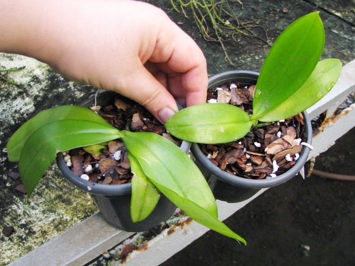Phalaenopsis mannii 'Black'.JPG