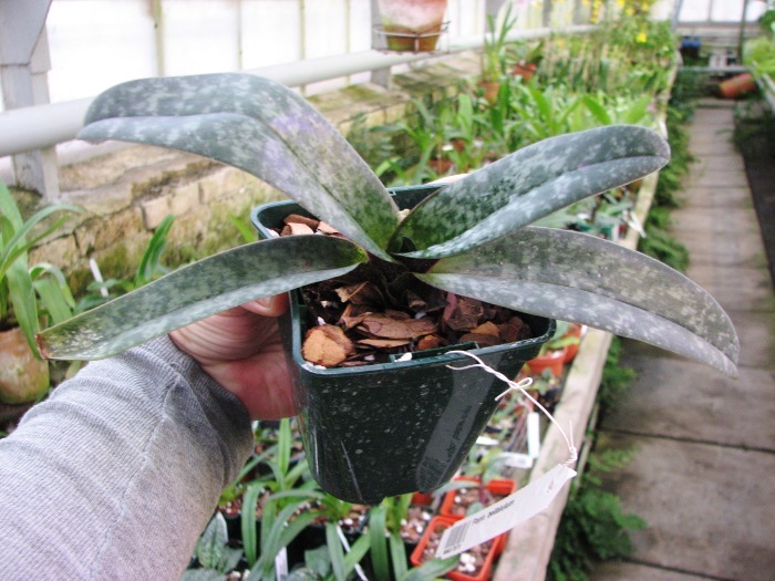 Paphiopedilum bellatulum3.JPG
