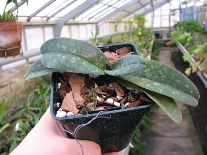 Paphiopedilum bellatulum2.JPG