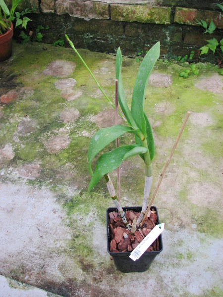 Dendrobium Visa Peach.JPG