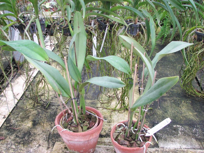 Brassolaeliocattleya Taiwan Queen 'Golden Monkey'.JPG