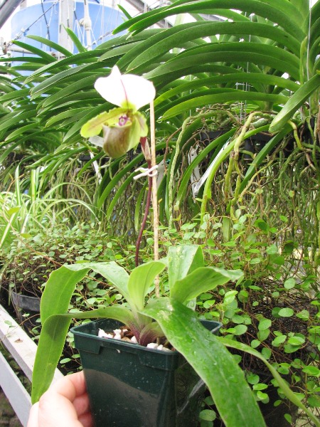 Paphiopedilum spicerianum.JPG