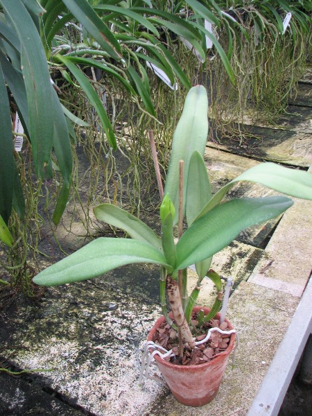 Laeliocattleya Hsinying Pub 'Albo Sanguinea' (purpurata x Batagesi).JPG