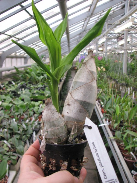 Catasetum pileatum hybrid3.JPG