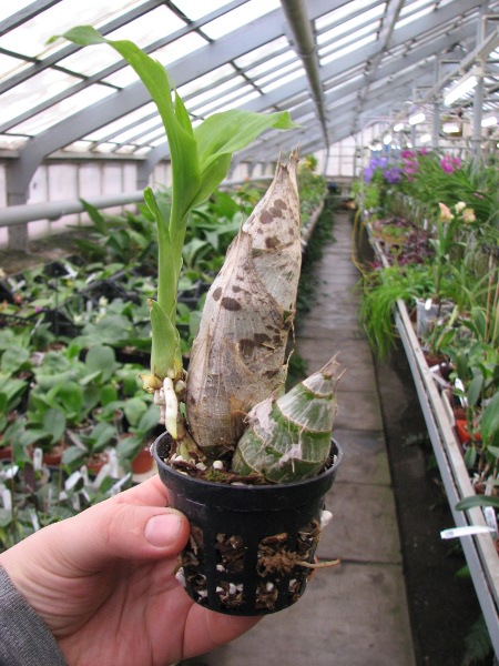 Catasetum pileatum hybrid2.JPG