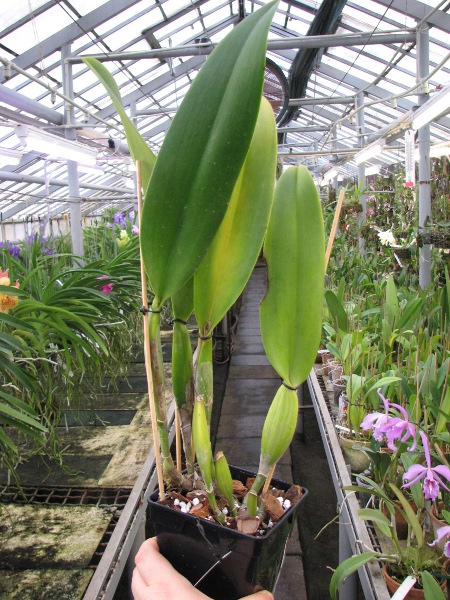 Brassolaeliocattleya Chia Lin 'Chang Tai' x Brassolaeliocattleya Pamela Finney 'Big Bull'2.JPG