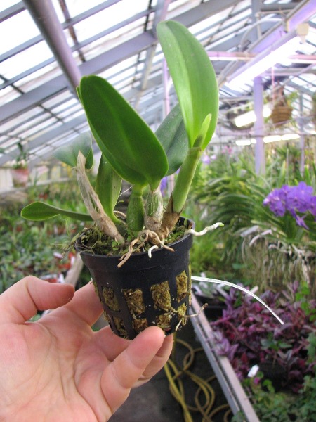 Sophrolaeliocattleya Little Hazel 'M' (Slc. Hazel Boyd x Sl. Psyche).JPG