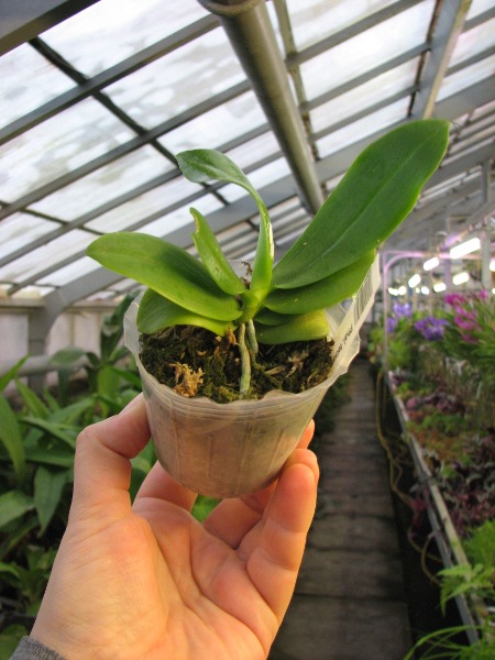 Phalaenopsis tetraspis 'C#1'.JPG