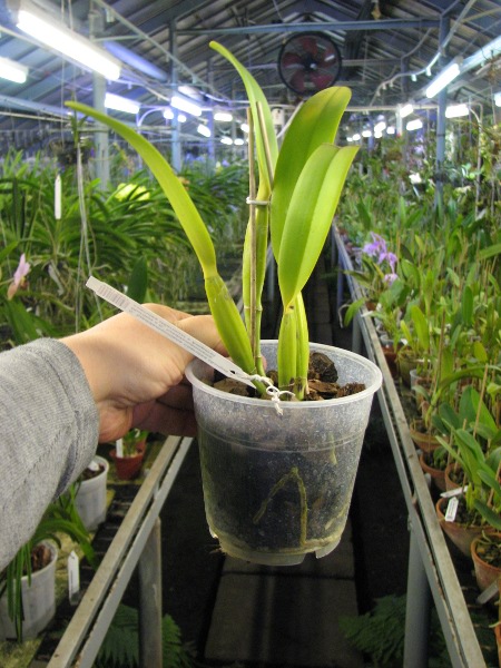 Cattleya lueddemanniana coerulea (Ssique x Murillo) x Cattleya lueddemanniana coerulea (Mariauxi x Amparo).JPG