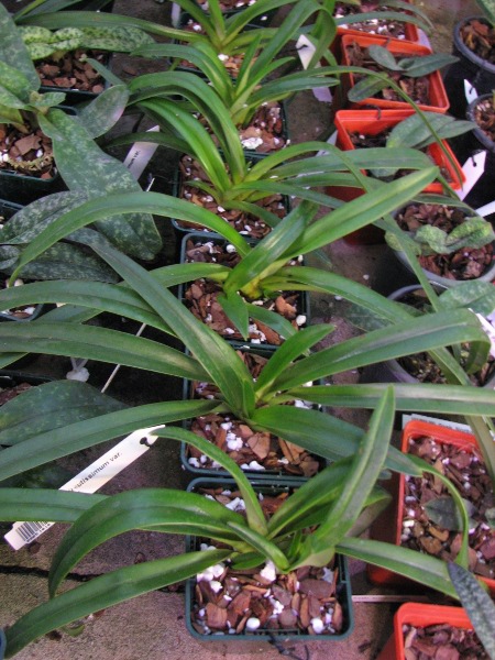 Paphiopedilum hirsutissimum var. esquirolei.JPG