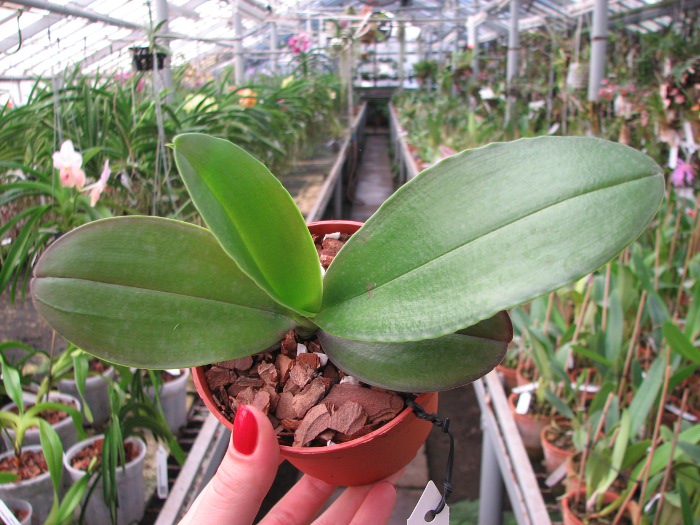Phalaenopsis Mituo Sun x Phalaenopsis Prima B.B..JPG