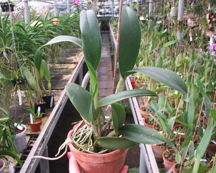 Brassavola digbyana x Cattleya Little Oliver.JPG