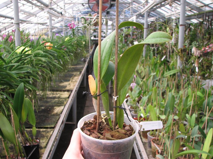 Cattleya jenmanii coerulea 'Pedra Azul' x SELF.JPG