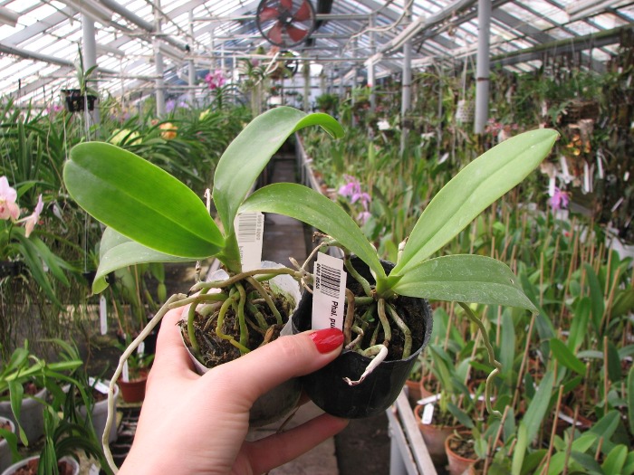 Phalaenopsis pulchra.JPG