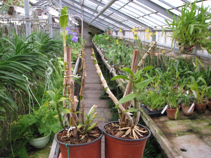 Dendrobium draconis.JPG