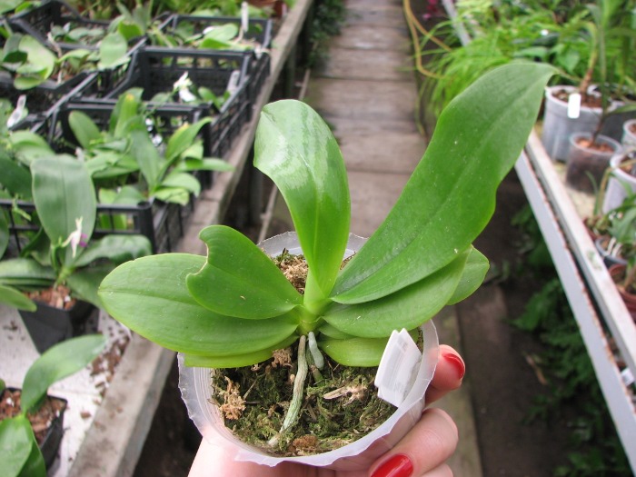 Phalaenopsis tetraspis 'C#1'.JPG