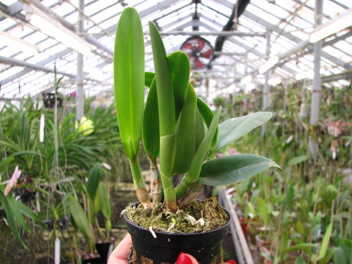 Sophrolaeliocattleya Little Hazel 'M' (Slc. Hazel Boyd x Sl. Psyche).JPG