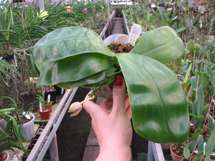 Phalaenopsis Samera 'Blue'.JPG