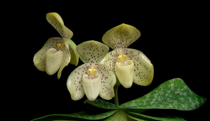 Paphiopedilum concolor.jpg