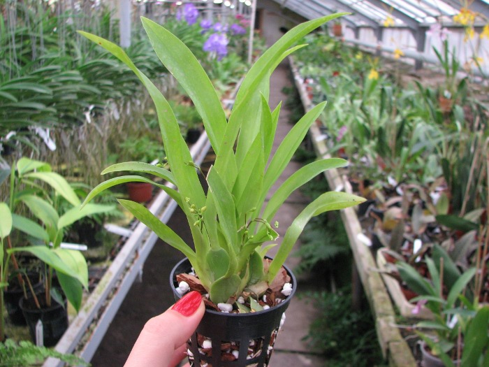 Oncidium Twinkle 'Red Fantasy'.JPG