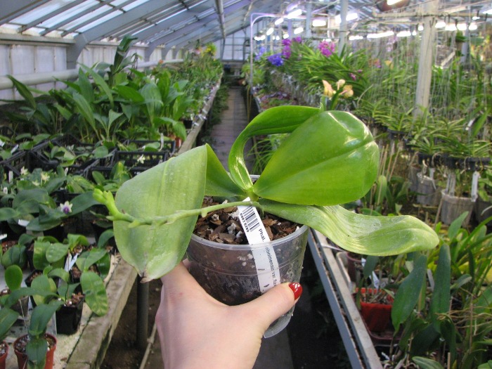Phalaenopsis amboinensis var. flavida.JPG