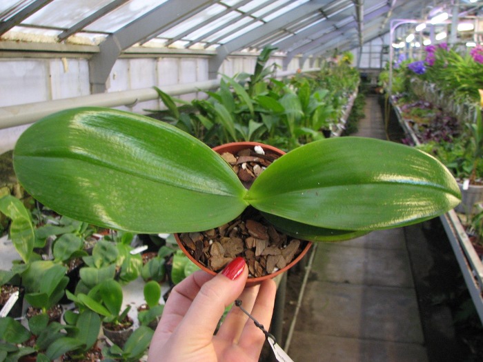 Phalaenopsis Mituo Sun x Phalaenopsis Prima B.B..JPG