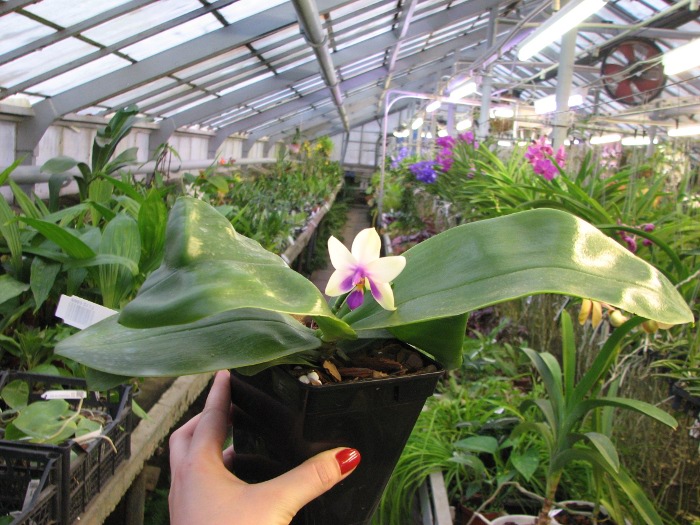 Phalaenopsis bellina.JPG