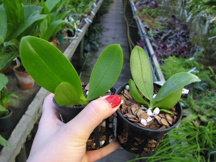 Phalaenopsis Orchid World.JPG