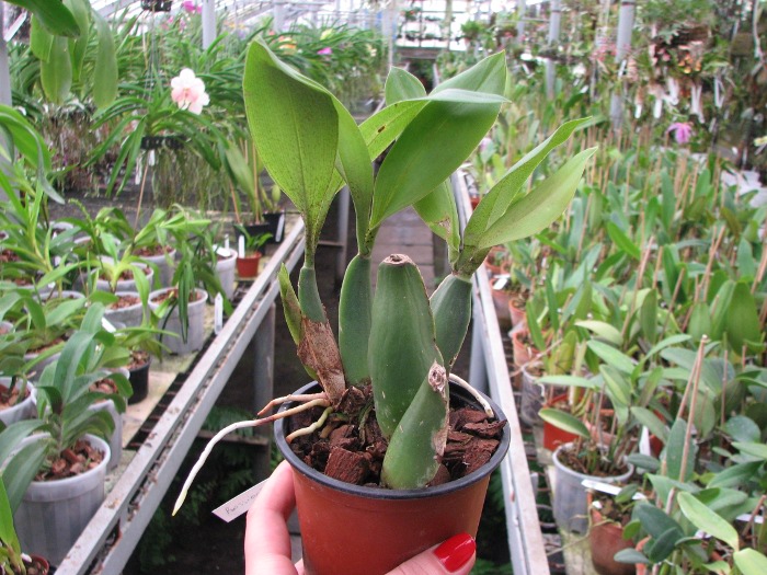 Rossioglossum 'Rawdon Jester' (Rossioglossum grande x Rossoiglossum williamsianum).JPG