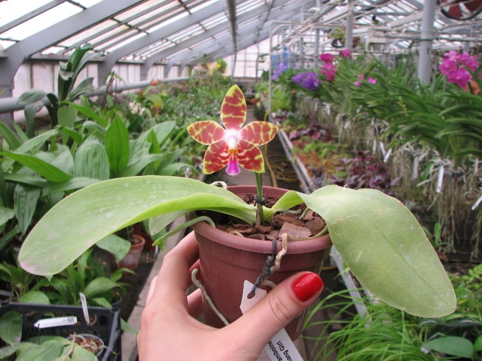 Phalaenopsis amboinensis x Phalaenopsis Penang Girl.JPG