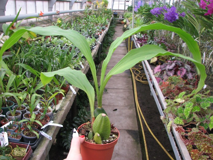 Lycaste Fire Bird.JPG