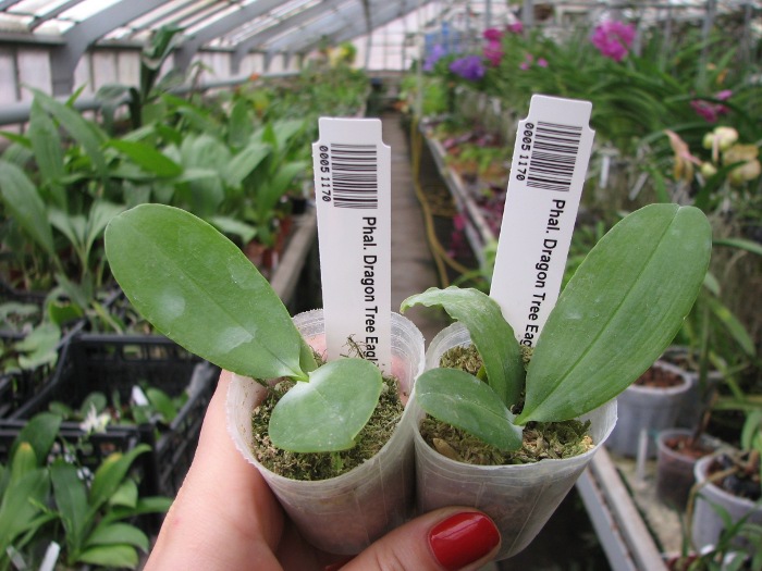 Phalaenopsis Dragon Tree Eagle 'DT168'.JPG