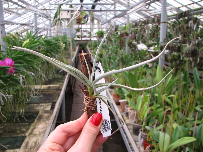 Tillandsia caliginosa.JPG
