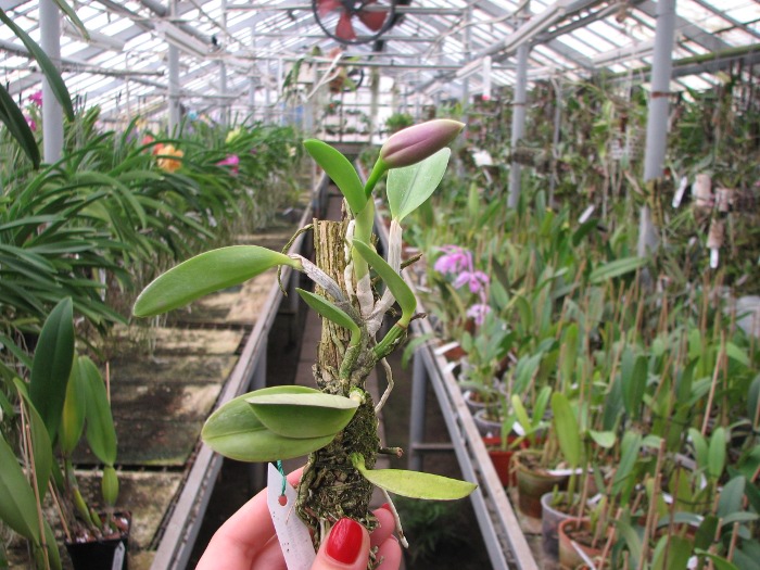 Laelia pumila 'Topazio Vermelho' (Z-71) x Laelia pumila 'Granada'.JPG