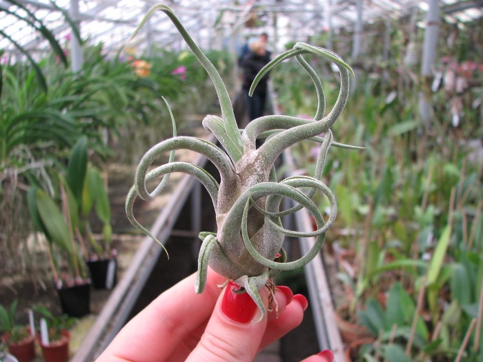 Tillandsia caput-medusae.JPG