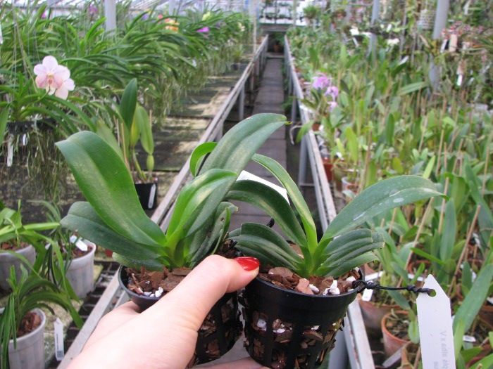 Phalaenopsis tetraspis alba x Vanda coerulea blue.JPG