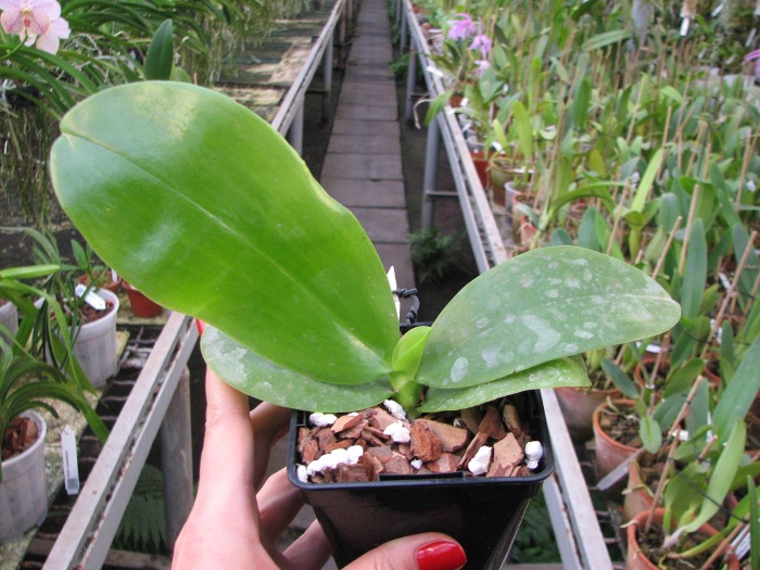 Phalaenopsis tetraspis 'C1' x Phalaenopsis KS Happy Eagle.JPG