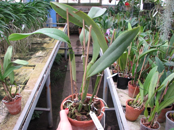 Brassolaeliocattleya Taiwan Queen 'Golden Monkey'.JPG