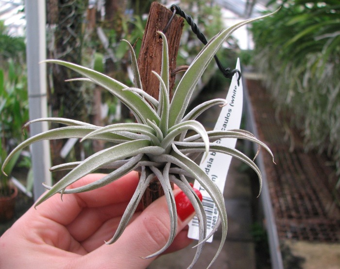Tillandsia brachycaulos (white form).JPG